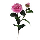 Camellia