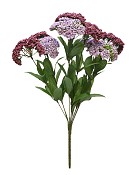 Queen Anne's Lace 
