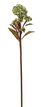 Celosia