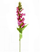 Foxglove