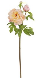 Peony