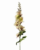 Hollyhock