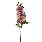 Delphinium 