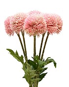 Thistle