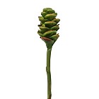 Ginger Cone