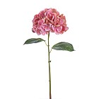 Hydrangea