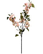 Blossom Branches