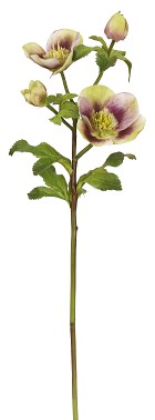 Hellebores