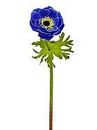Anemone 