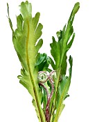 Fern