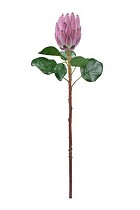 Protea