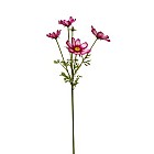 Cosmos