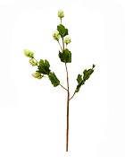 Hops
