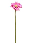 Gerbera