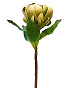 Artichoke
