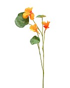 Nasturtium