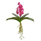 Orchid