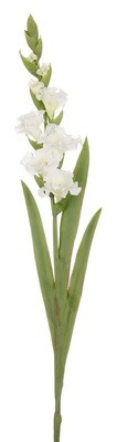 Gladiolus