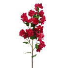 Bougainvillea 