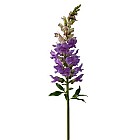 Snapdragon