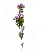 Mountain Laurel