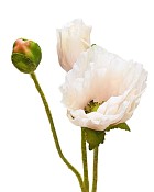 Poppy