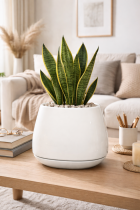 Modern living room with leafy plant