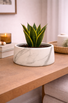 Serene plant arrangement on wooden table