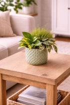 Ceramic planter with lush houseplants