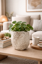 Serene living room with planter details