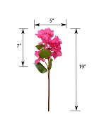 Bourgainvillea