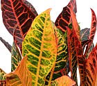 Croton-6999