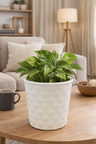 Ceramic planter with pothos on table