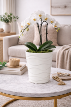 Orchid elegance on a marble table