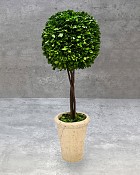 TR-WBXT-GRP-26-2