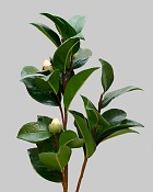 Camellia Leaf 28" Green