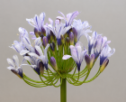 Agapanthus 35" Lavender/Blue