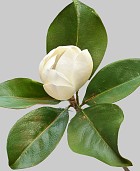 Magnolia 24" White