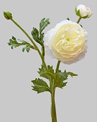 Ranunculus 18.5" White