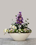 Regal Orchid
