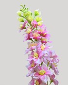 Delphinium 42.75" Lavender
