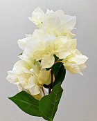 Bougainvillea 19" White