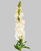 Snapdragon 30" White
