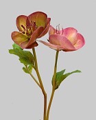 Hellebores 16.5" Mauve