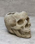 Halloween Skull Container 6"H