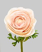 Ranunculus 22" Peach