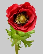 Anemone 17.5" Red
