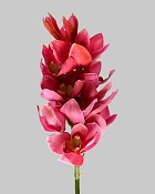 Cymbidium Orchid 22" Pink