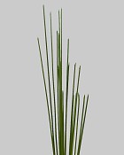 Reed Bundle 33" Green