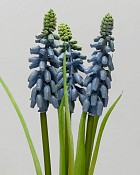 Muscari Bundle 12" Blue